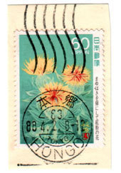 hongo63.jpg